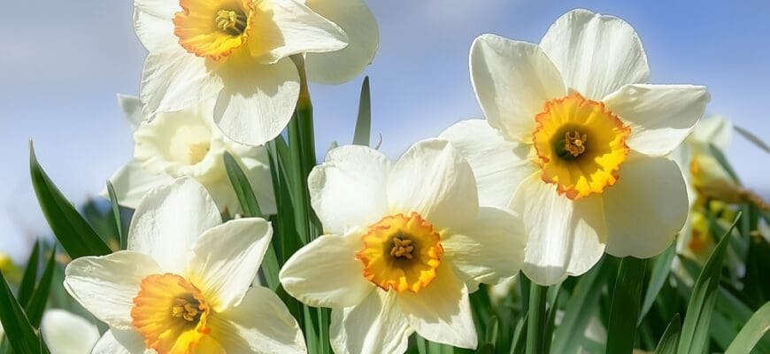 Amazing,Yellow,Daffodil,Flower,Field,In,Morning,Sunlight.,Spring,Background,